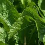 Horseradish: sowing, growing, harvesting